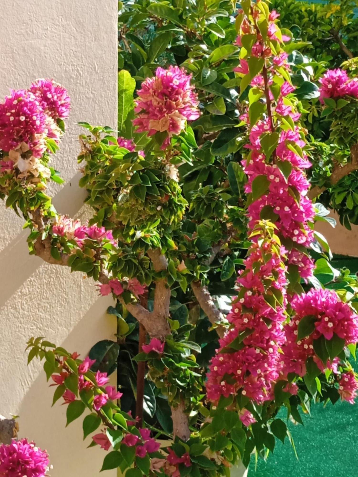 Ilona Apartments Chania Като-Даратсо Номер фото